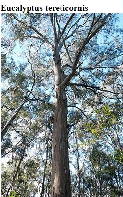 9.9.8.6 Mycorrhizal plants, Eucalyptus, Dipodium
See diagram: (Eucalyptus tereticornis)