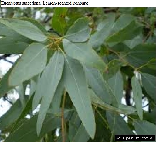 See diagram: (Eucalyptus staigeriana)