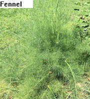 See diagram: Fennel