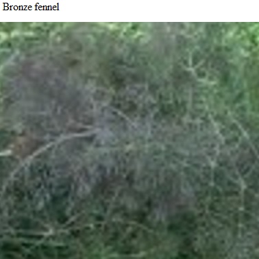 See diagram: Bronze fennel