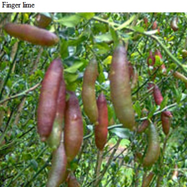 See diagram: Finger lime