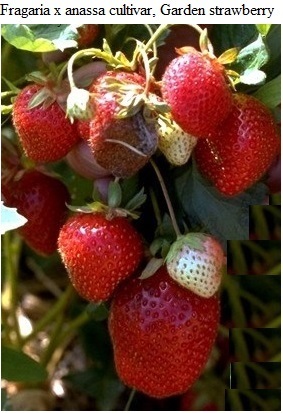 See diagram (Fragaria x ananassa) cultivar, Garden strawberry