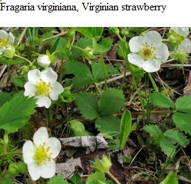 See diagram: (Fragaria virginiana), Virginia strawberry