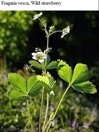 See diagram: (Fragaria vesca), Wild strawberry