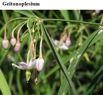 See diagram: Geitonoplesium