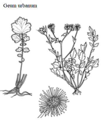 See diagram: (Geum urbanum)