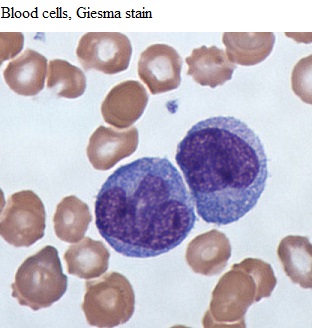 See diagram: Blood cells, Giemsa stain