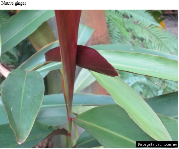 See diagram: Native ginger