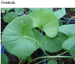 See diagram: Gotu kola.
