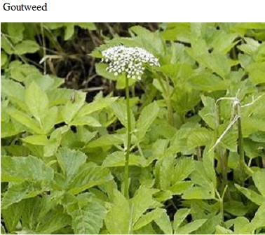 See diagram: Goutweed, Aegopodium podagraria