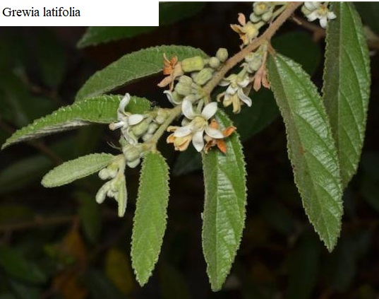 See diagram: (Grewia latifolia)