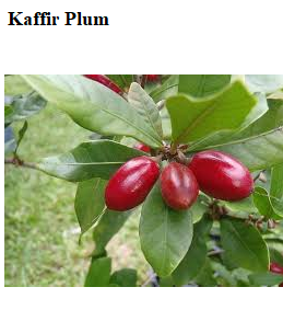 See diagram: Kaffir plum