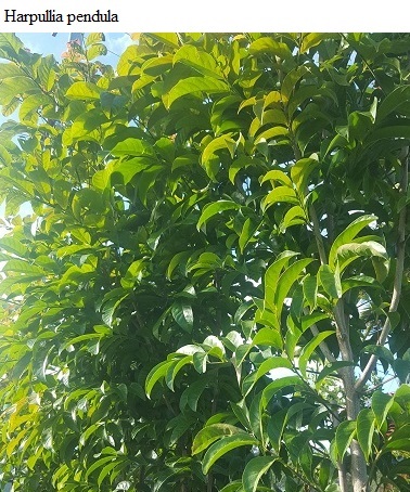 See diagram: (Harpullia pendula)