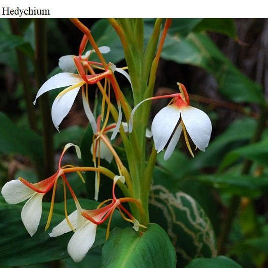 See diagram: Hedychium flower