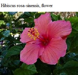 See diagram Hibiscus: Hibiscus flower