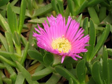 See diagram: Hottentot fig.