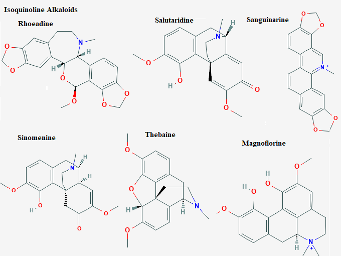 See diagram Isoquin7: Rhoeadine