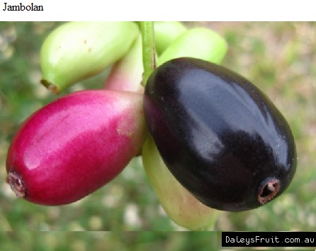 See diagram Jambolan: Jambolan