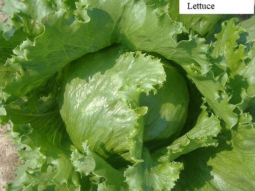 See diagram: Lettuce