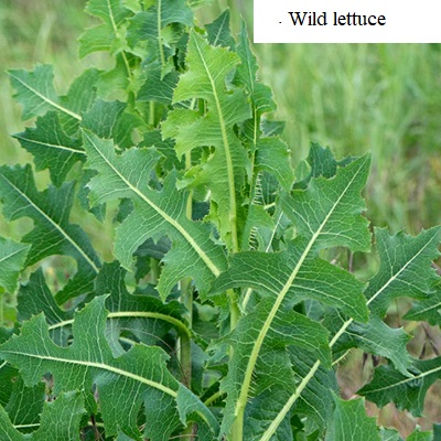 See diagram: Wild lettuce