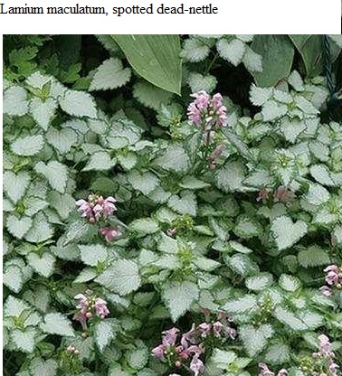 See diagram (Lamium maculatum), Spotted dead-nettle