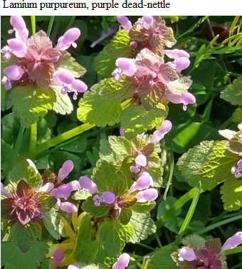 See diagram: (Lamium purpureum), Purple dead-nettle