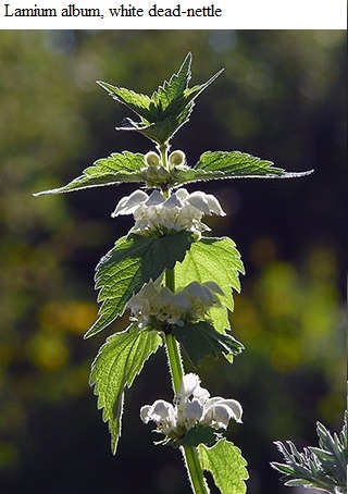 See diagram: (Lamium album), White dead-nettle