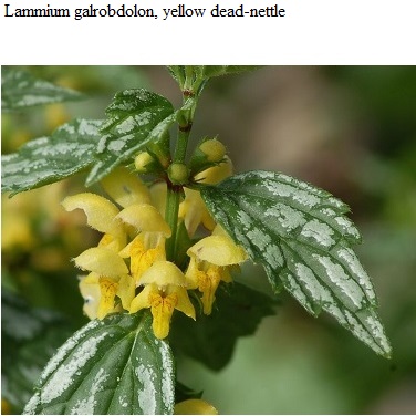 See diagram: (Lamium galeobdolon), Yellow archangel