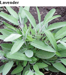 See diagram: Lavender