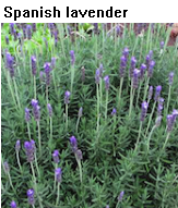 Spanish lavender, Mudbrick Herb Cottage