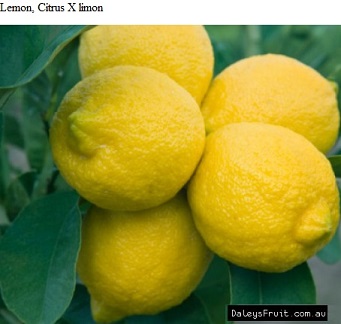 See diagram: Lemon, (Citrus x limon)