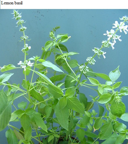 See diagram: Lemon basil