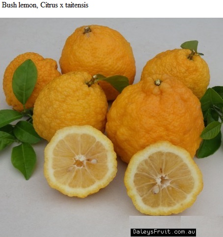 See diagram: Bush lemon, Citrus x taitensis