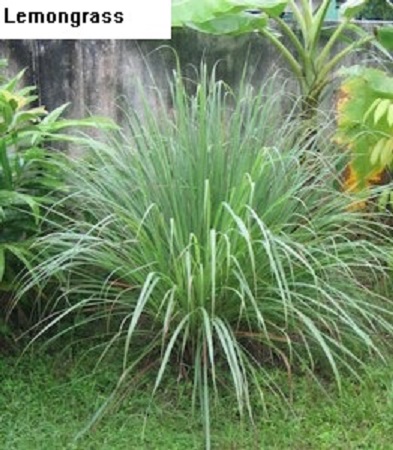 See diagram: Lemongrass