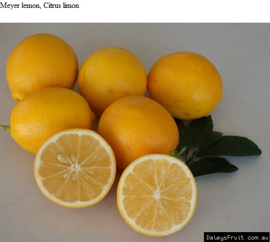 See diagram: Myer lemon, Citrus limon.