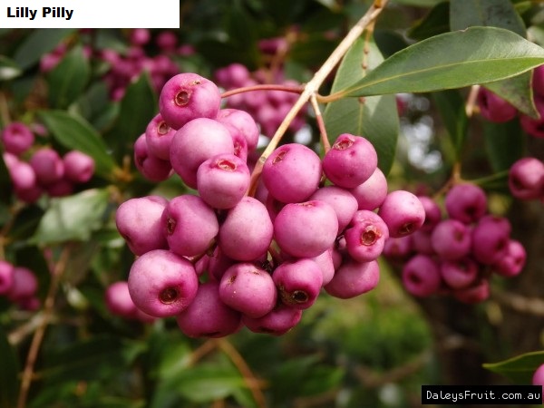 See diagram: Lilly pilly.