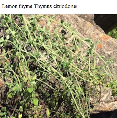 See diagram: Lemon thyme, (Thymus citriodorus)
