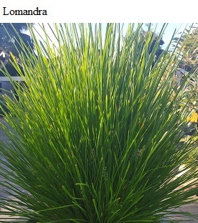 See diagram: Lomandra longifolia