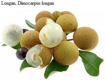 See diagram: Longan