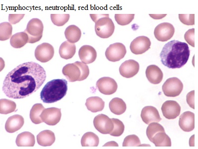 See diagram Lymphocytes: neutrophil, red blood cells
