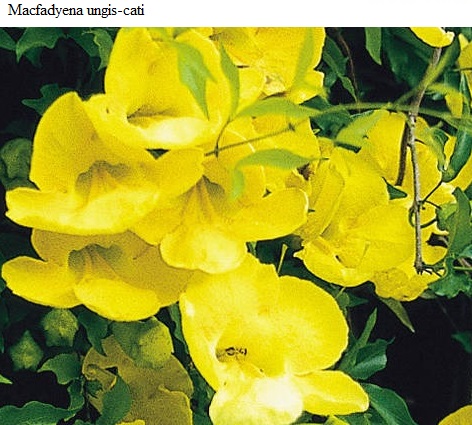See diagram: (Macfadyena ungis-cati)