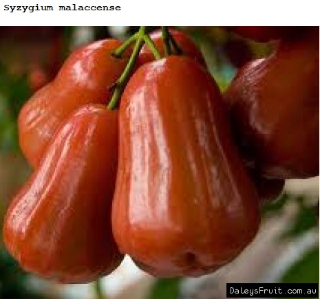 See diagram: Malay apple.