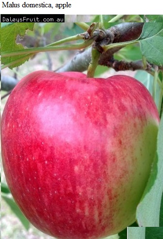 See diagram: Malus domestica, apple