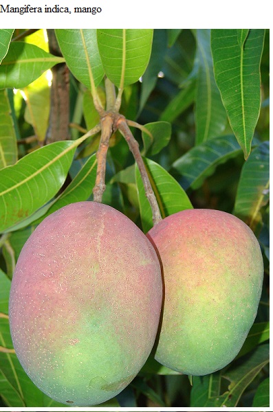 See diagram: (Mangifera indica), mango