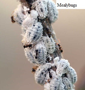 See diagram Mealybugs: Mealybugs