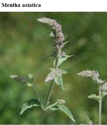 See diagram: Asian mint, (Mentha asiatica)