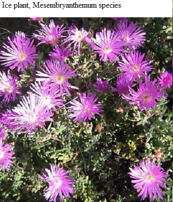 See diagram: Ice plant, Mesembryanthemum species