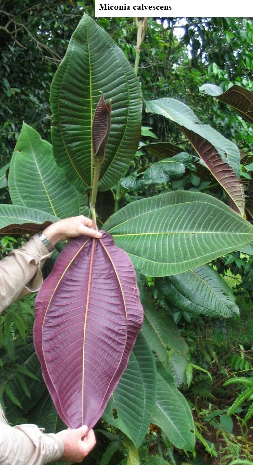 See diagram: (Miconia calvescens)