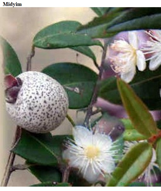 See diagram: Midyim