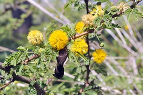 See diagram: Mimosa bush, flowers and pod